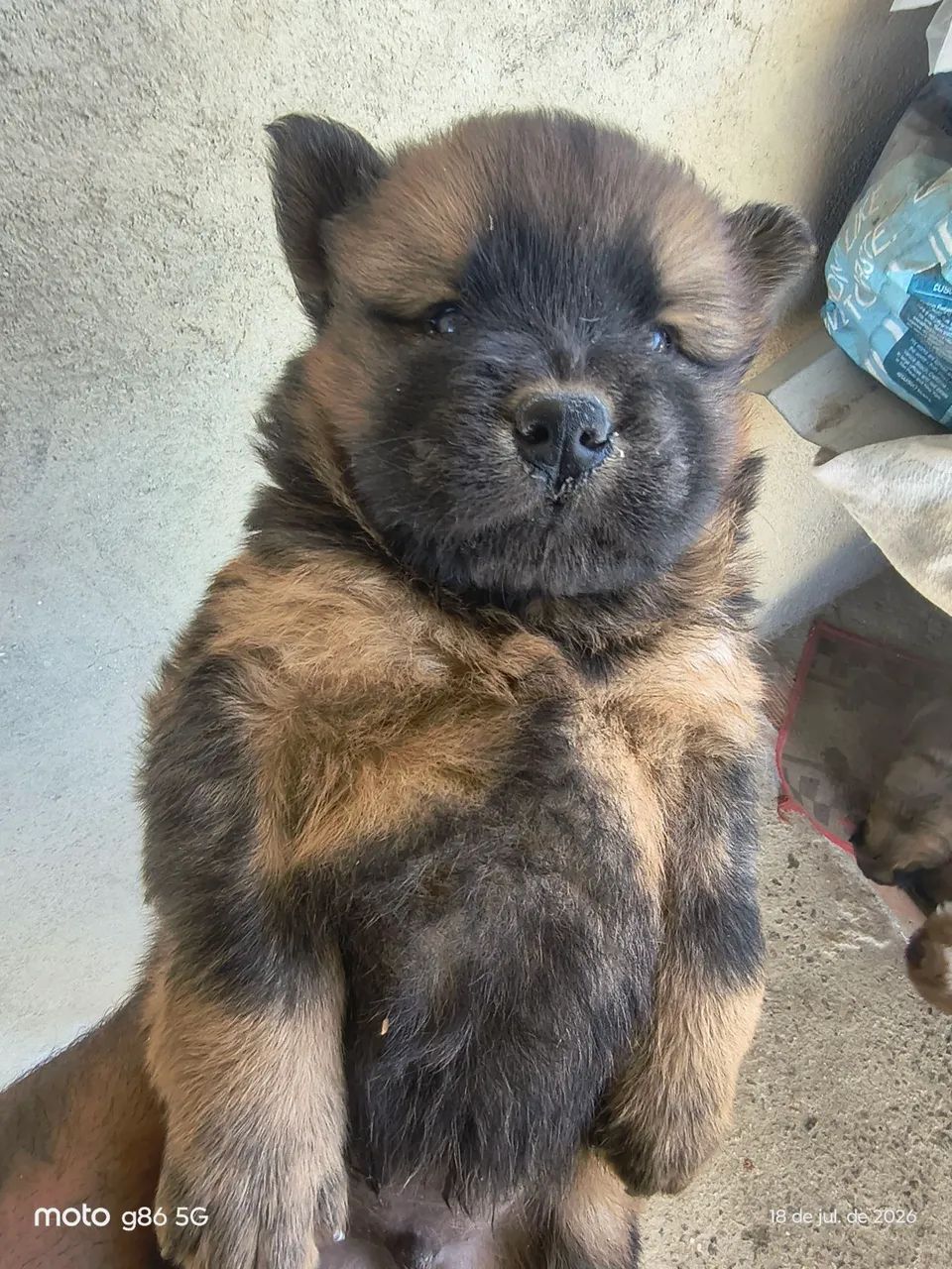 Chow Chow  - Foto 3