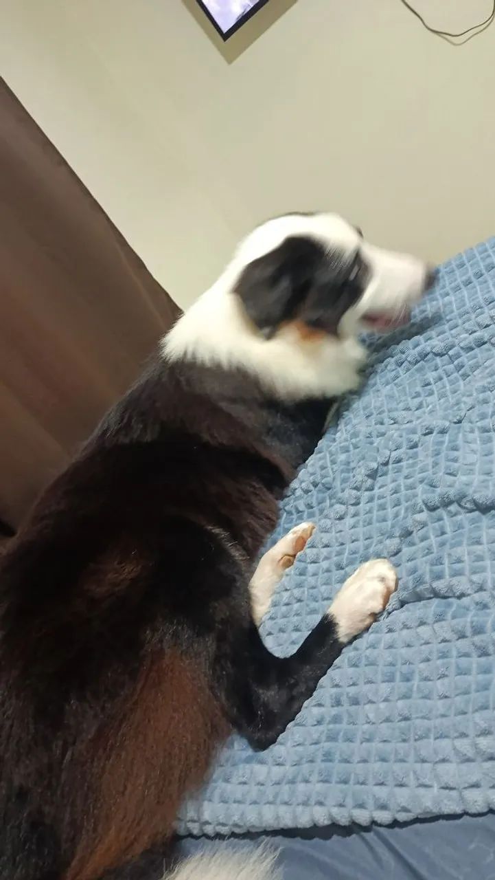Vender cachorro  - Foto 4