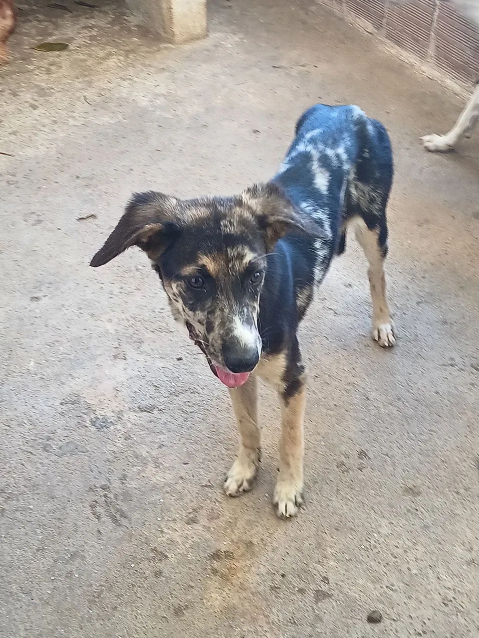 ADOÇÃO  - Foto 4