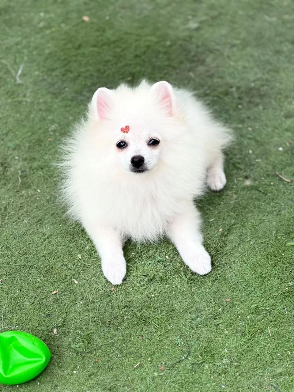 Spitz alemão  - Foto 4