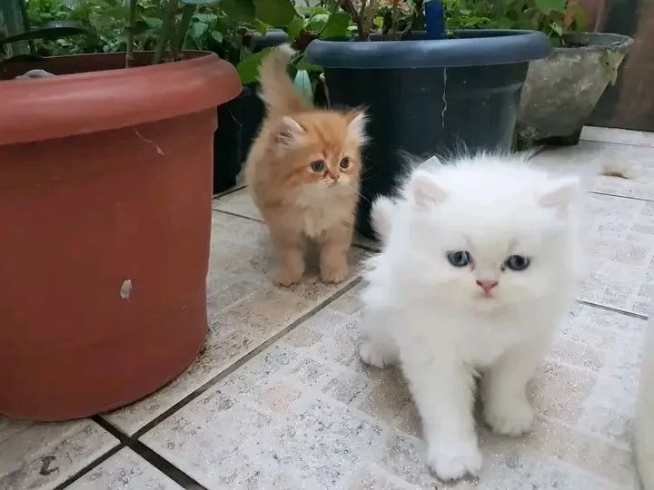 Persas perfeitamente perfeitos