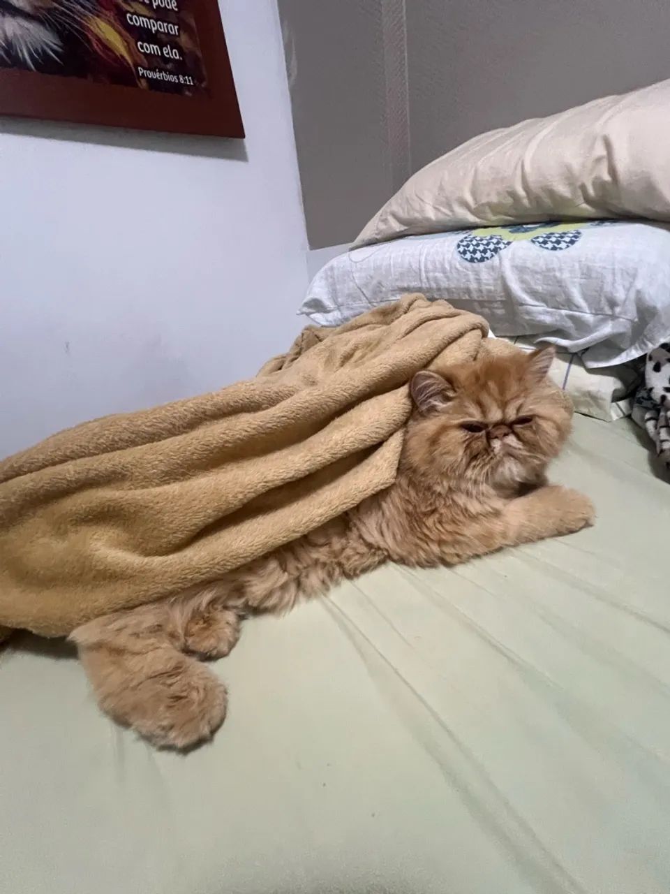Gata persa laranja   - Foto 3