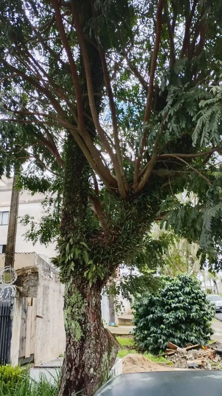 Corte e poda de árvores 