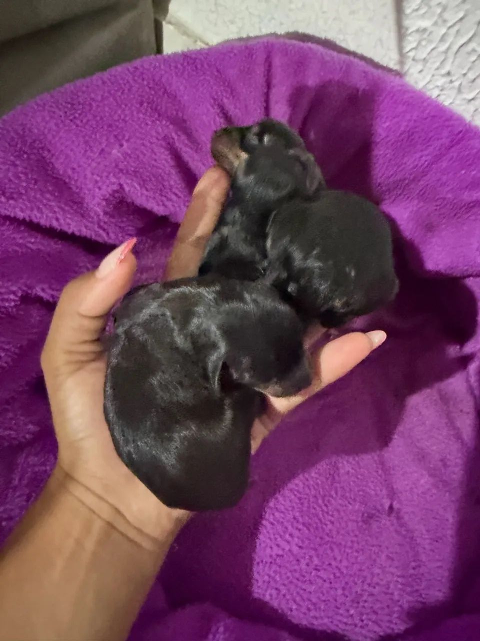Pinscher ZERO