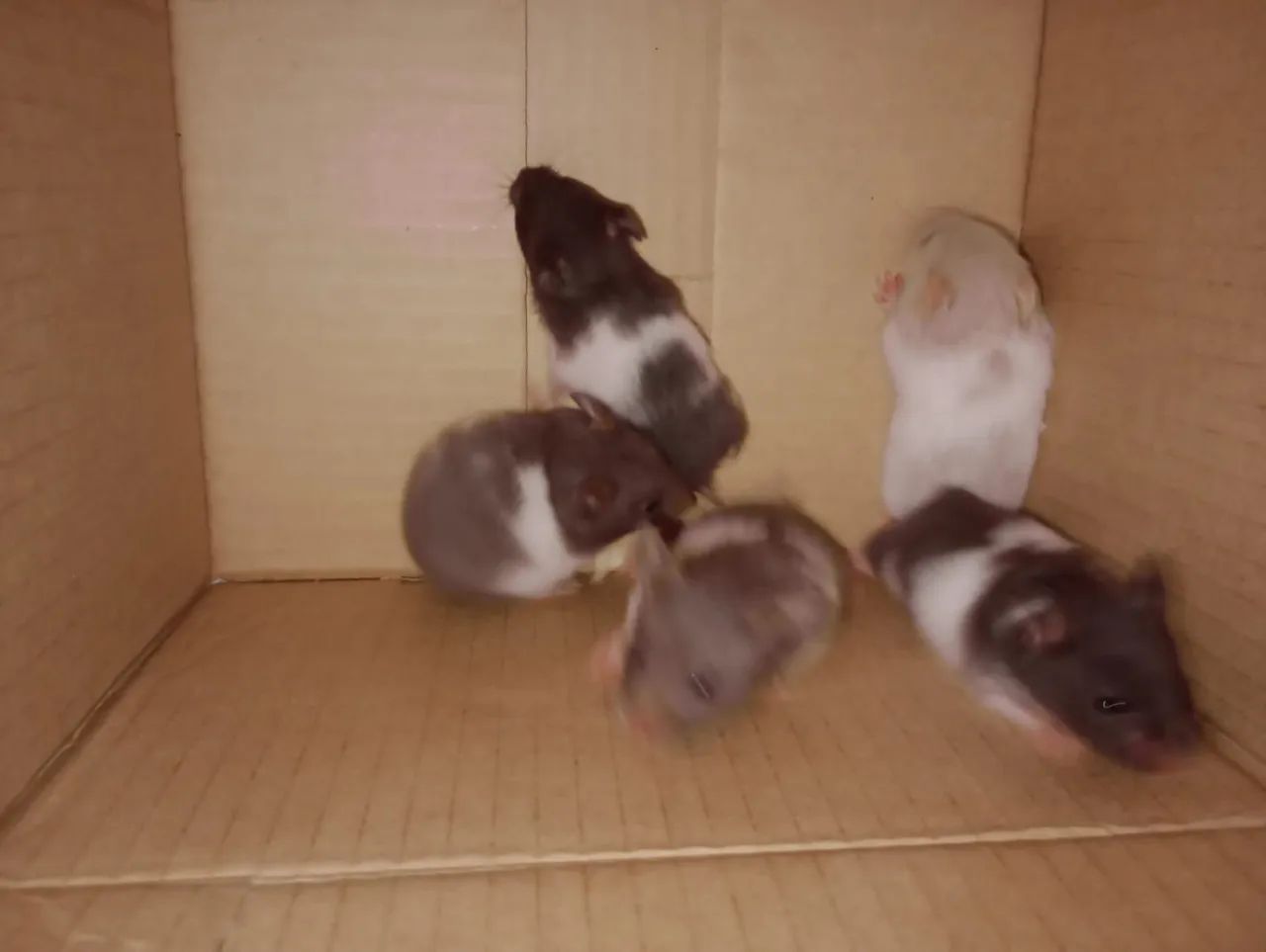 Hamster sírio filhotes - Foto 4