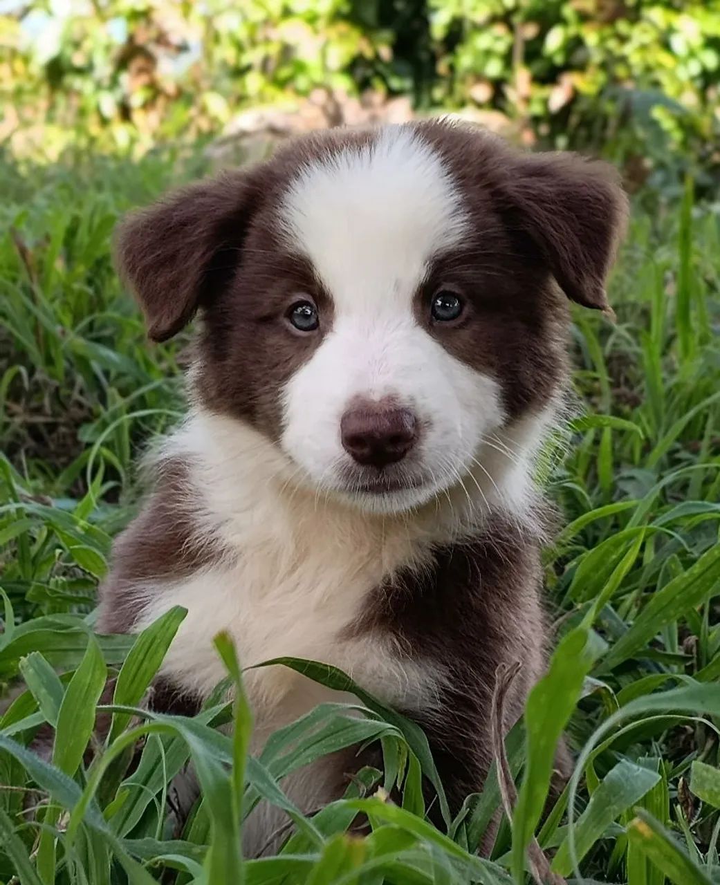 Border Collie  - Foto 4