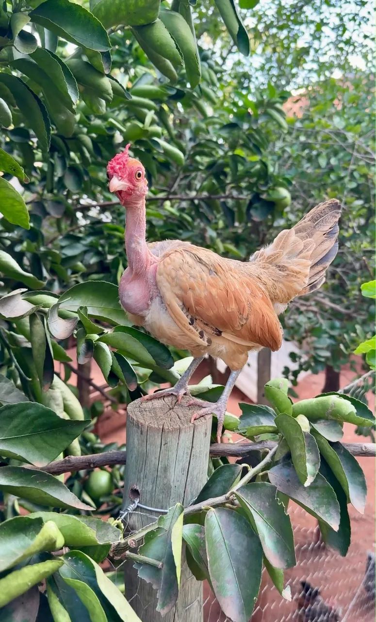 Galinha garnize  - Foto 3