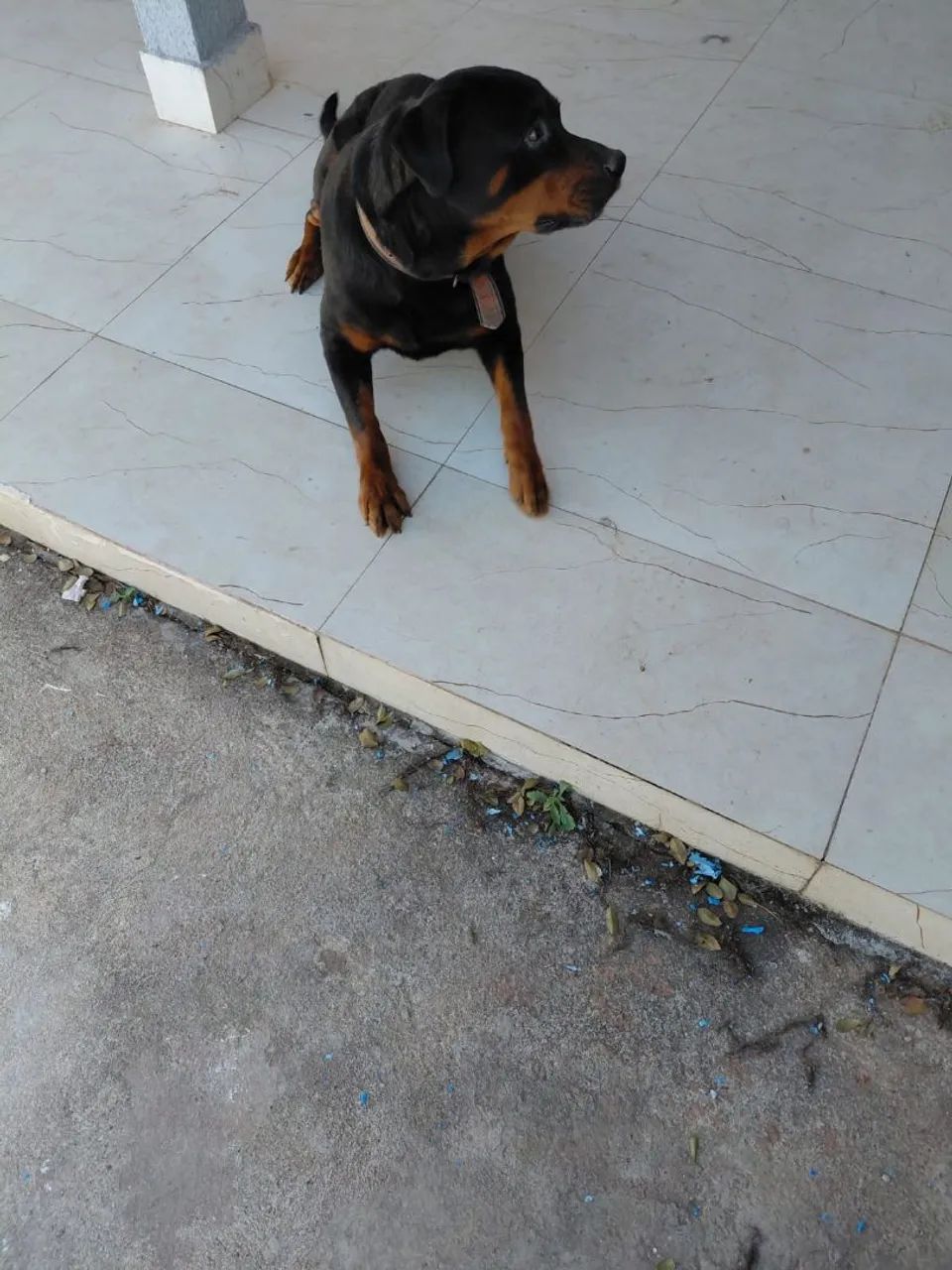 rottweiler - Foto 2