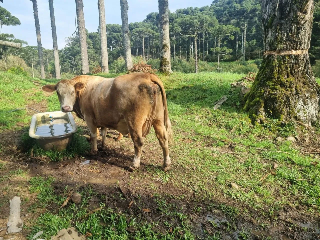 Vaca  - Foto 3