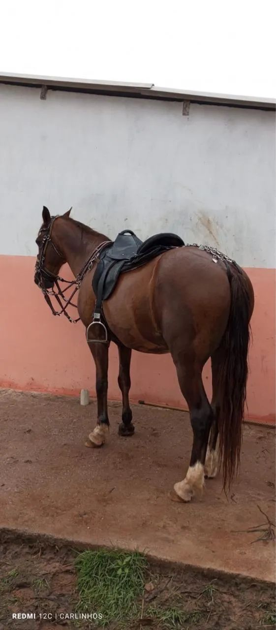 Cavalo baixeiro