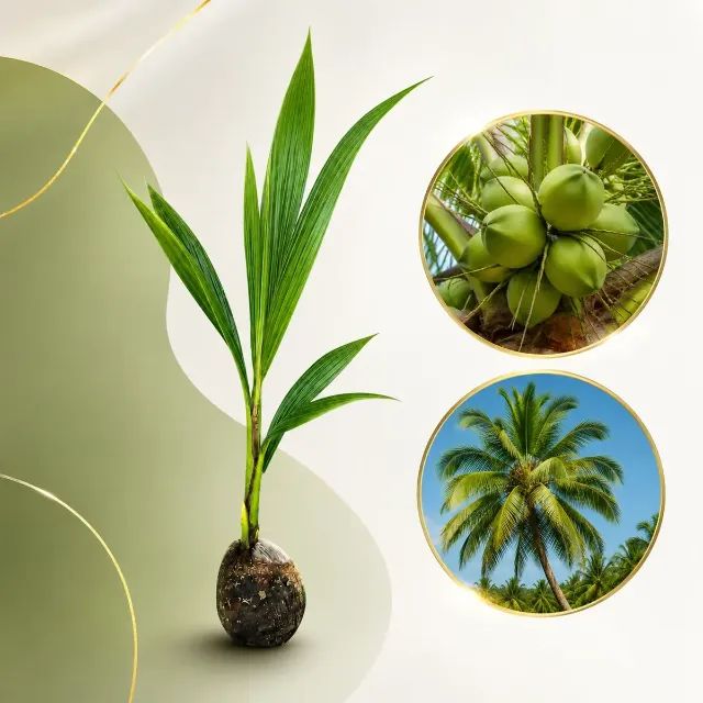 Mudas De Coco Anão Precoce 100% Só Plantar