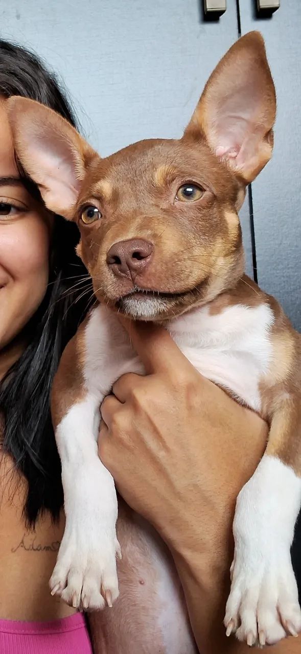 Cachorro pitbull - Foto 4