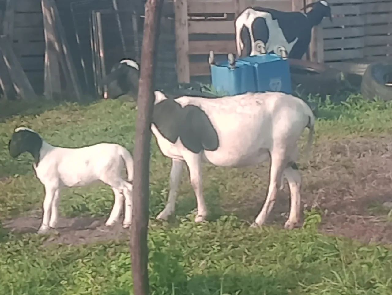 Ovelha doper parida de fêmea  - Foto 3