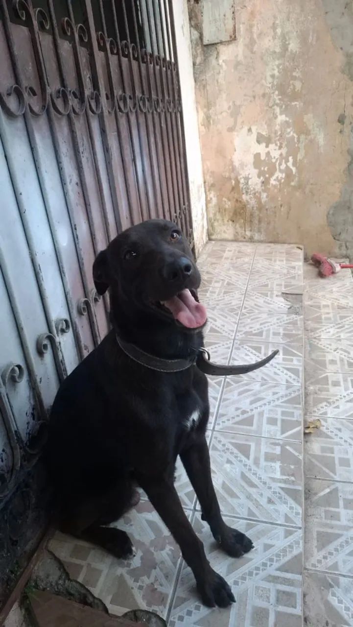 Adoção  - Foto 4