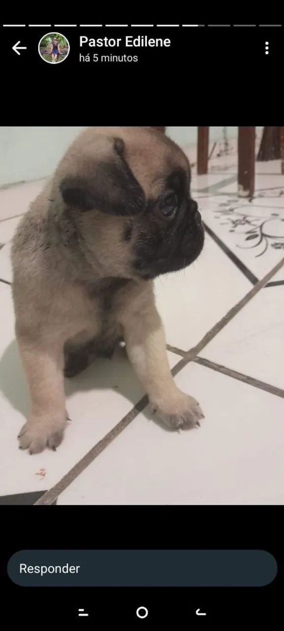 Pug 