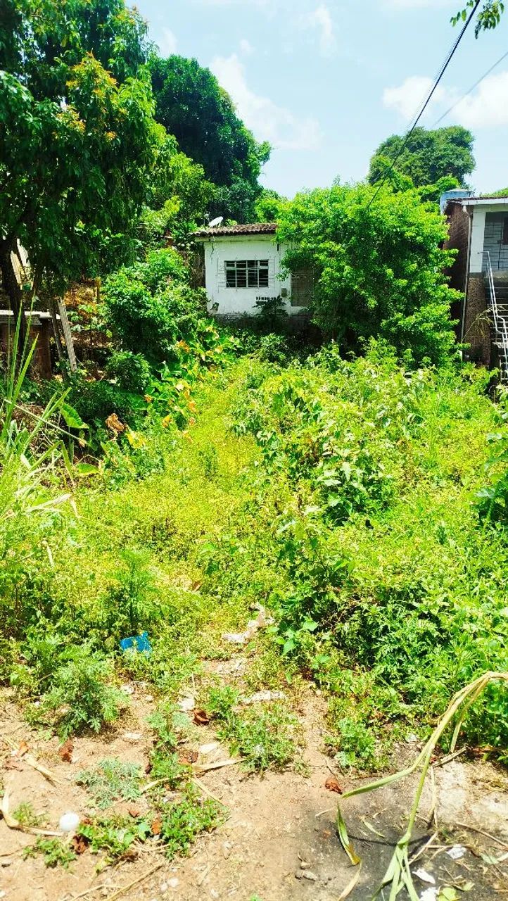 Serviços de limpeza e jardinagem - Foto 3