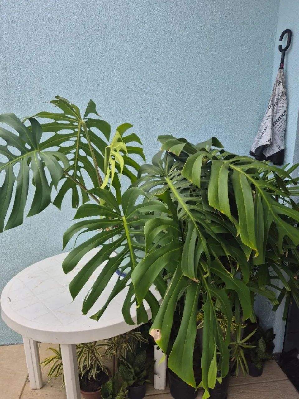 Planta