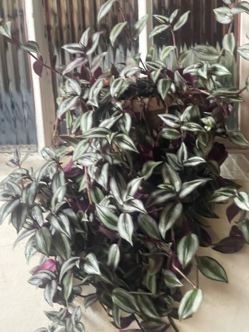 Plantas  - Foto 2