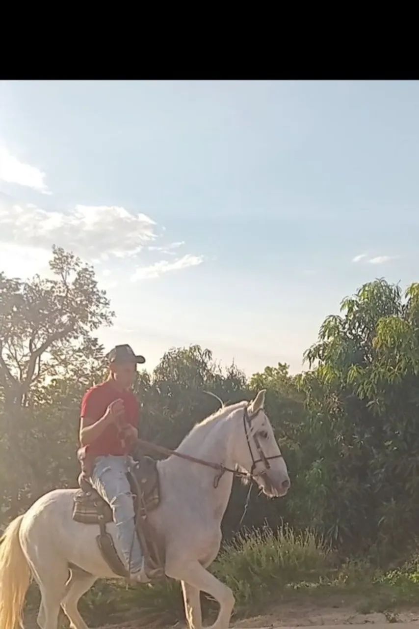 Cavalo - Foto 4