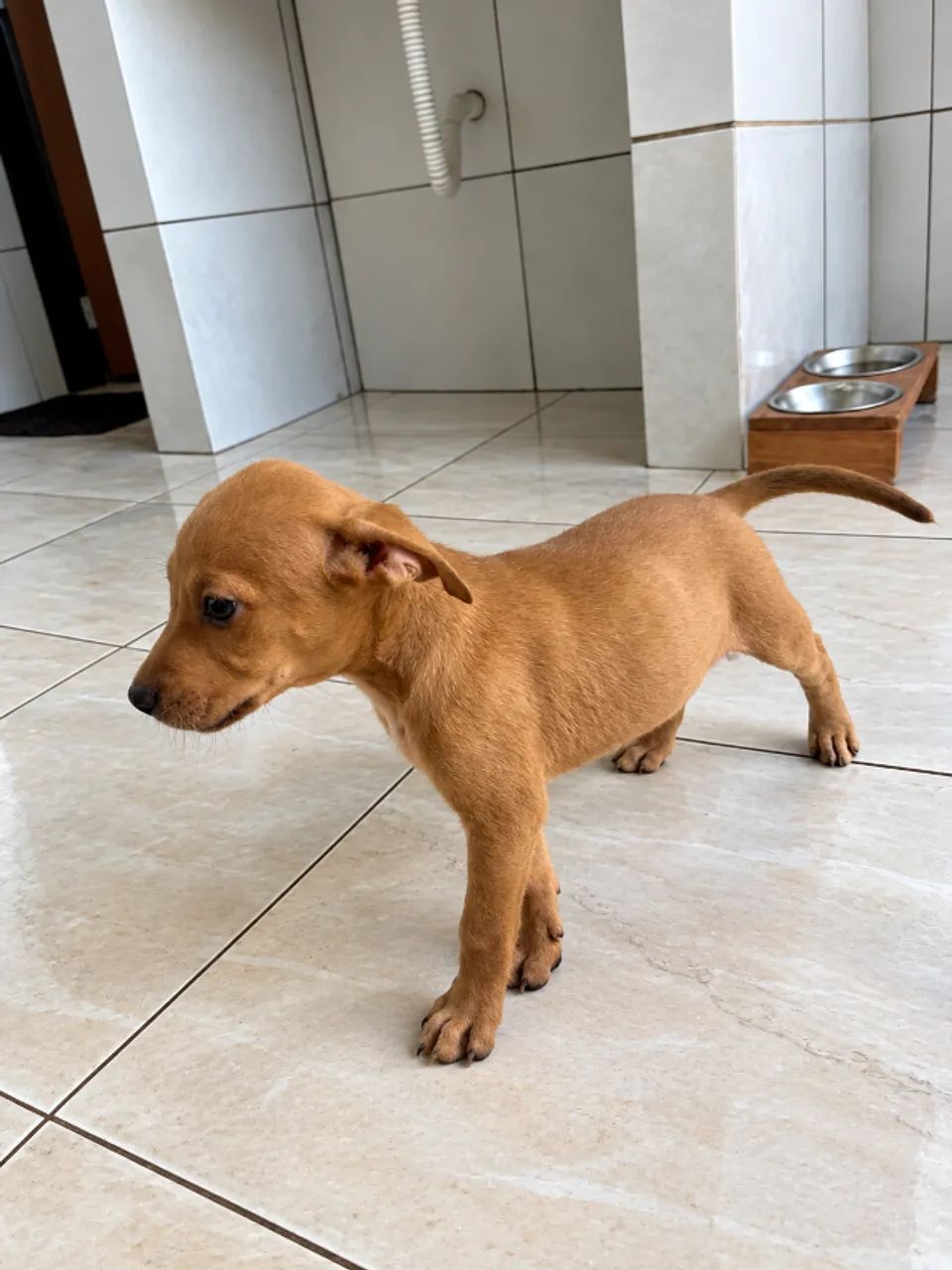 ? ADOÇÃO RESPONSÁVEL ? - Foto 5