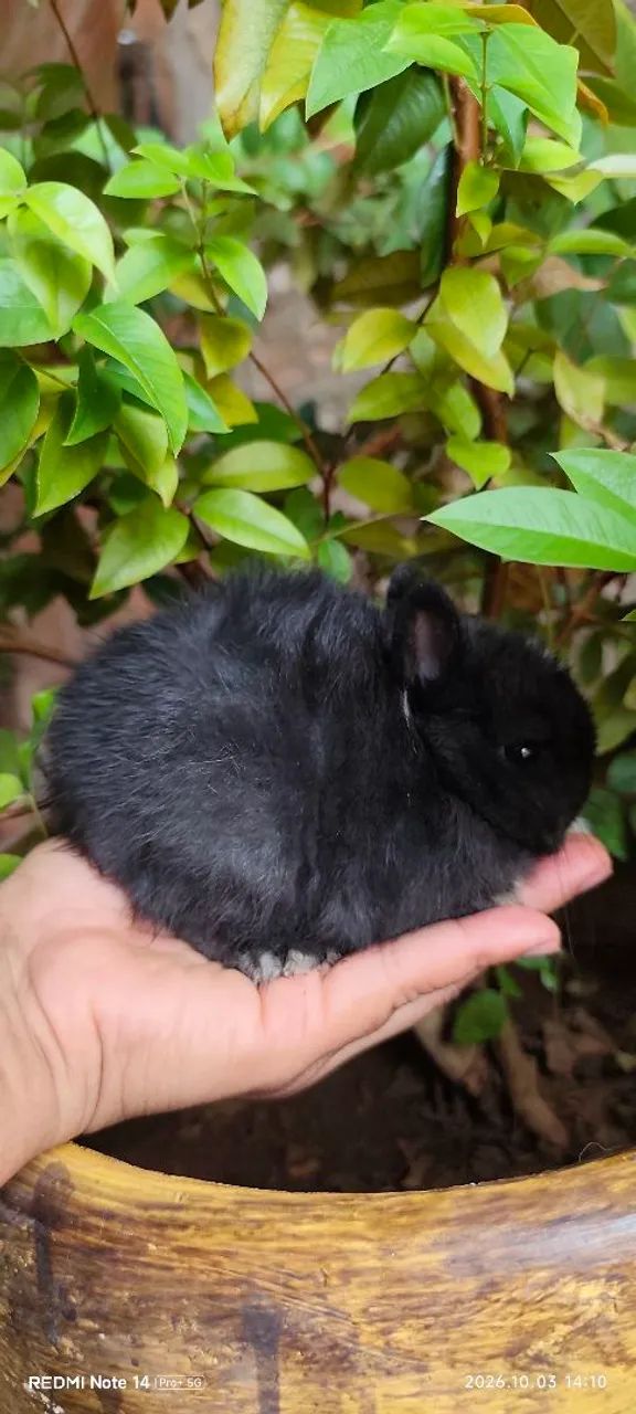 Anão Netherlands Dwarf macho - Foto 3