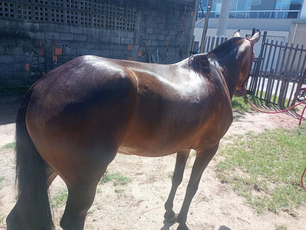 Égua boa de sela marcha picada serve pra qualquer um montar  - Foto 6