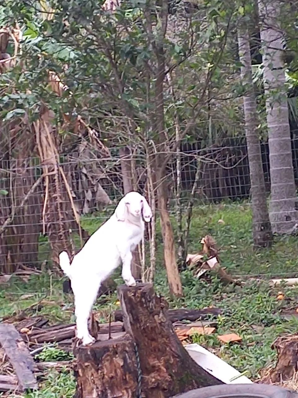 Cabrito  - Foto 4