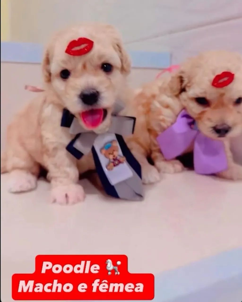 Poodle - Foto 2