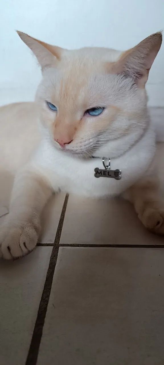Placa Pet - Foto 2