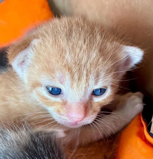 ? ADOTE O SIMBA! ?