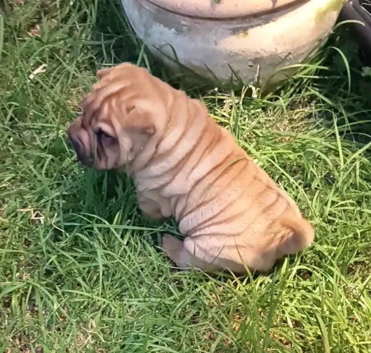 Filhote de Sharpei  - Foto 5