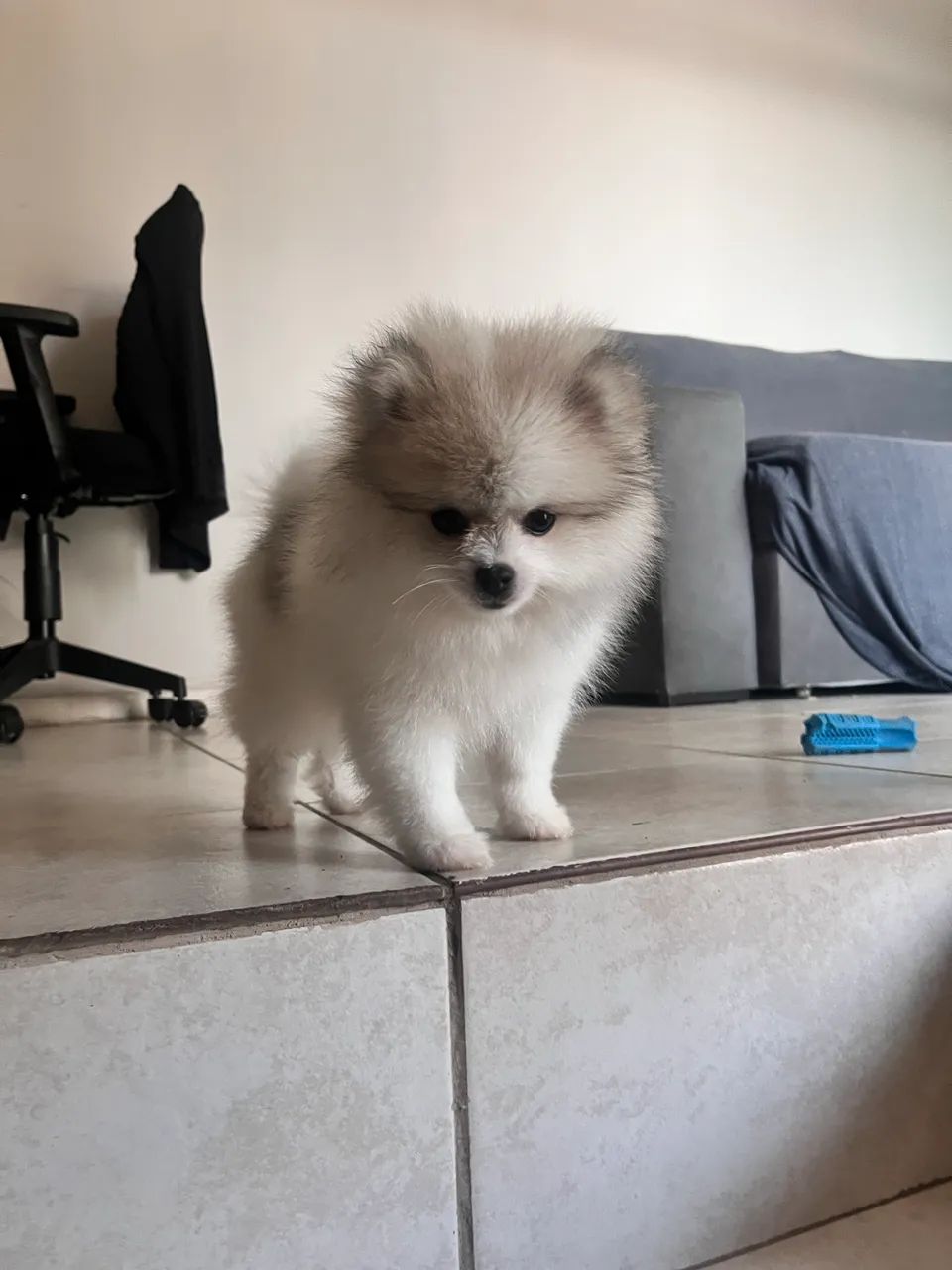 Filhote de Spitz Alemão  - Foto 3