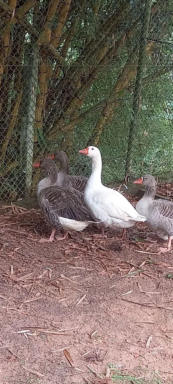 Gansos Toulose branco e pardo - Foto 2