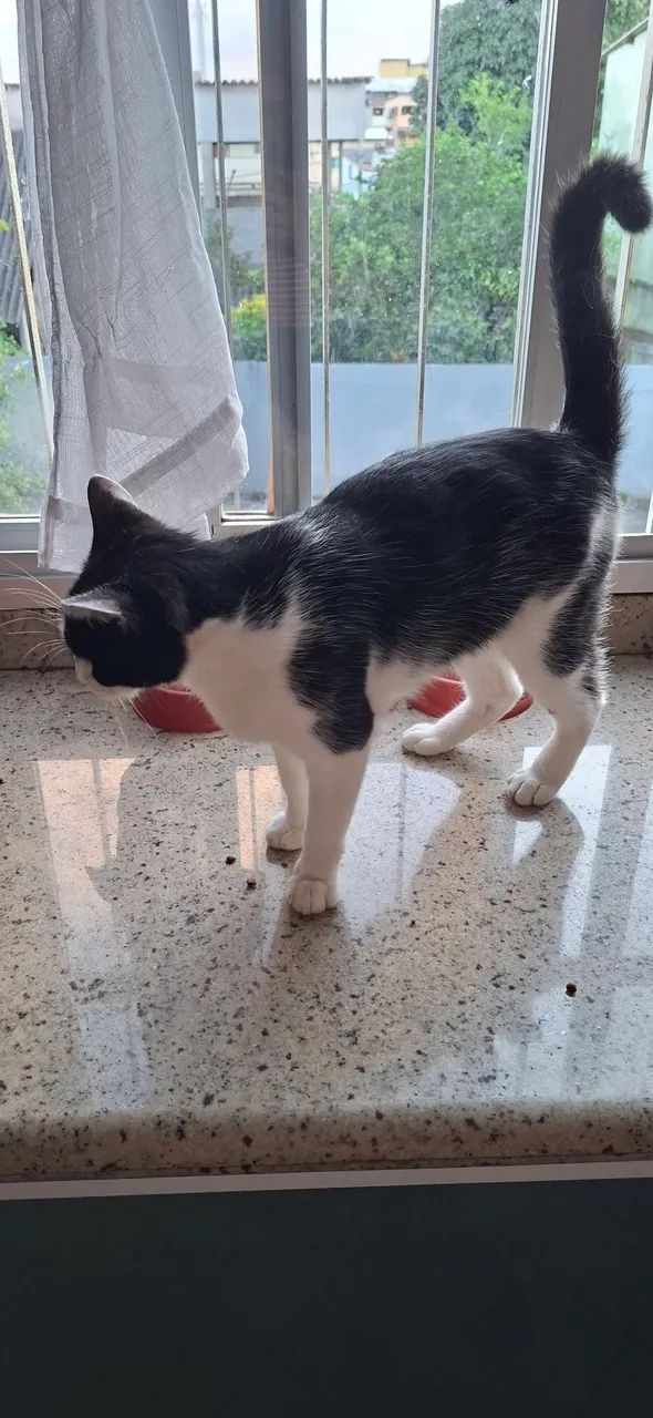 Gatinha - Foto 3