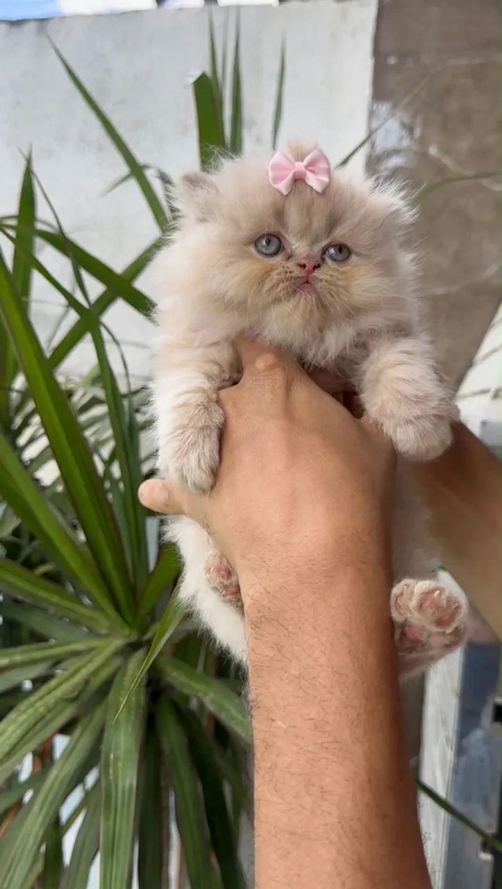 Lindas filhotes de Gata persa  - Foto 3