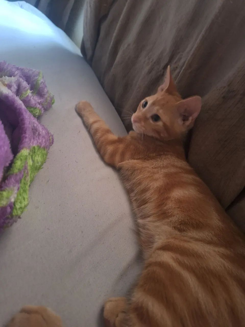 Doação gato laranja  - Foto 3