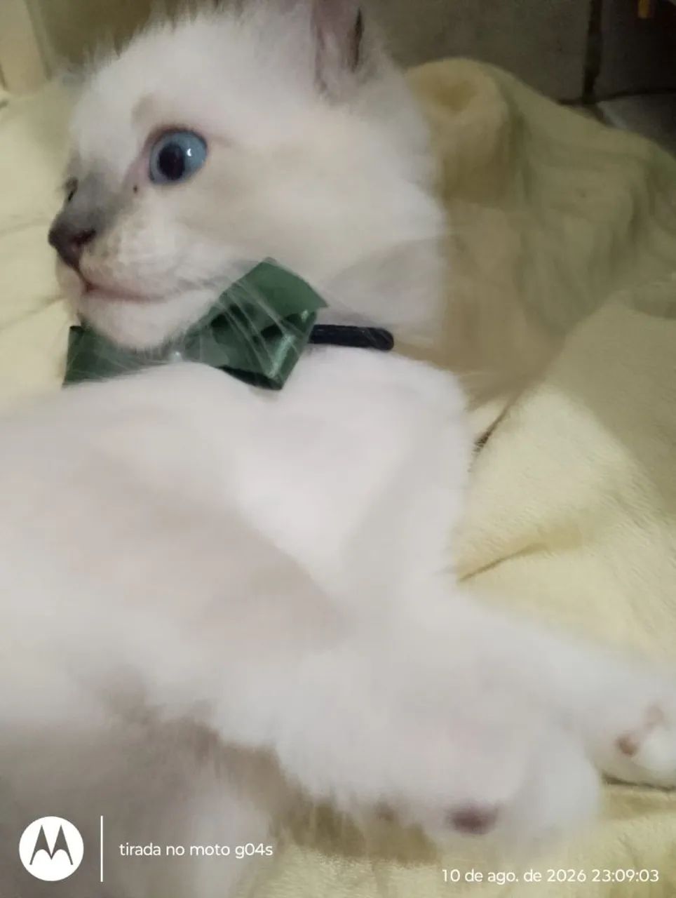 Gato para doação, ele é macho! - Foto 2