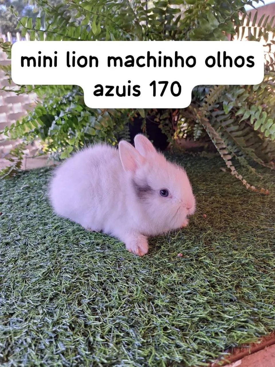mini coelhos Fazenda Rio Grande  - Foto 6