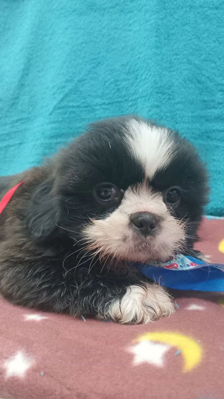 Shih Tzu macho 