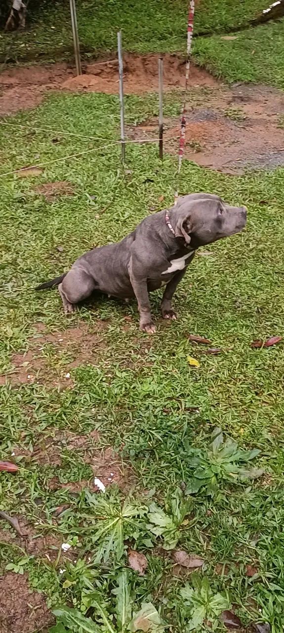 American Bully BLUE pockt - Foto 2