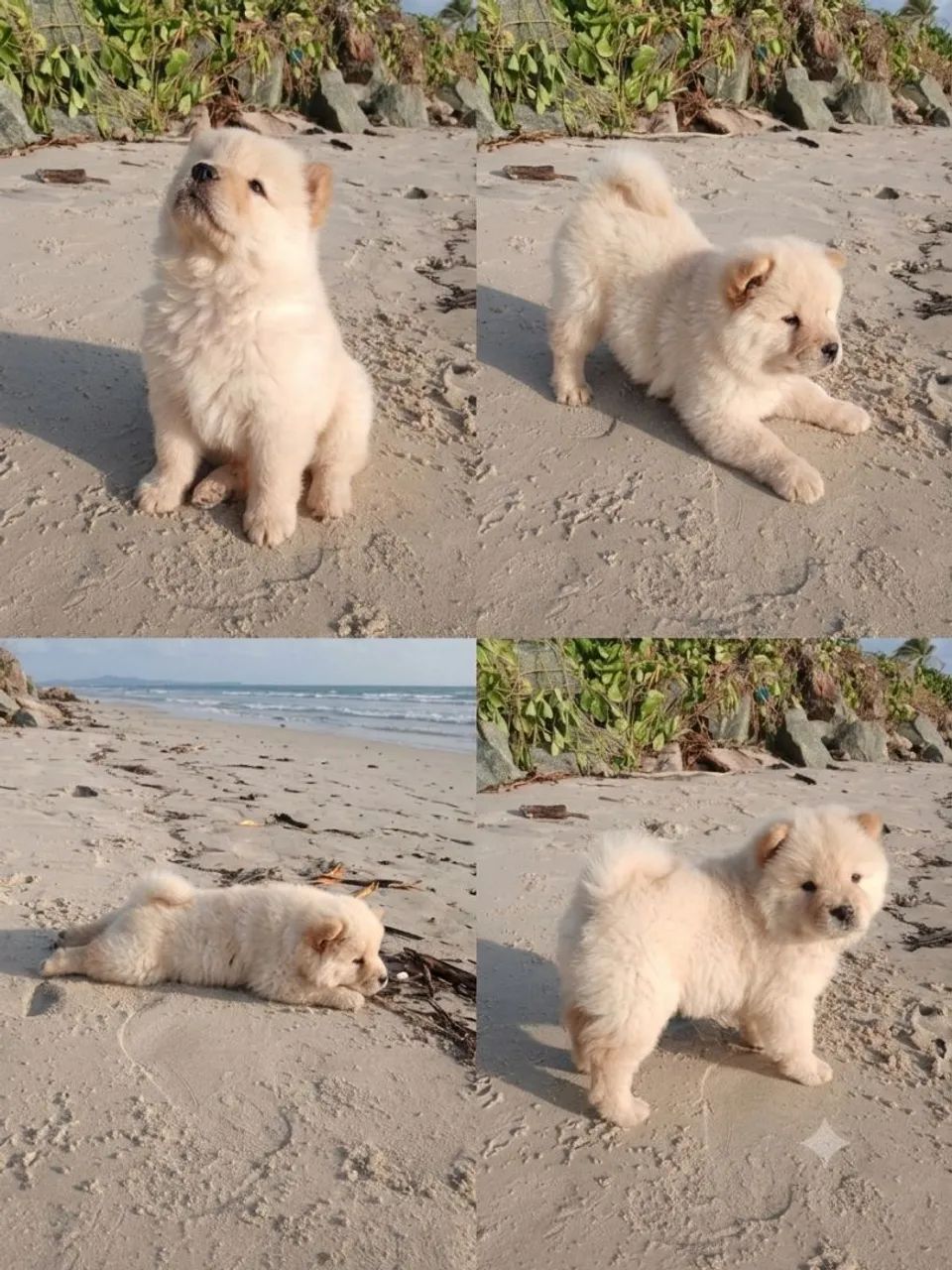 Filhotes de chow chow  - Foto 4