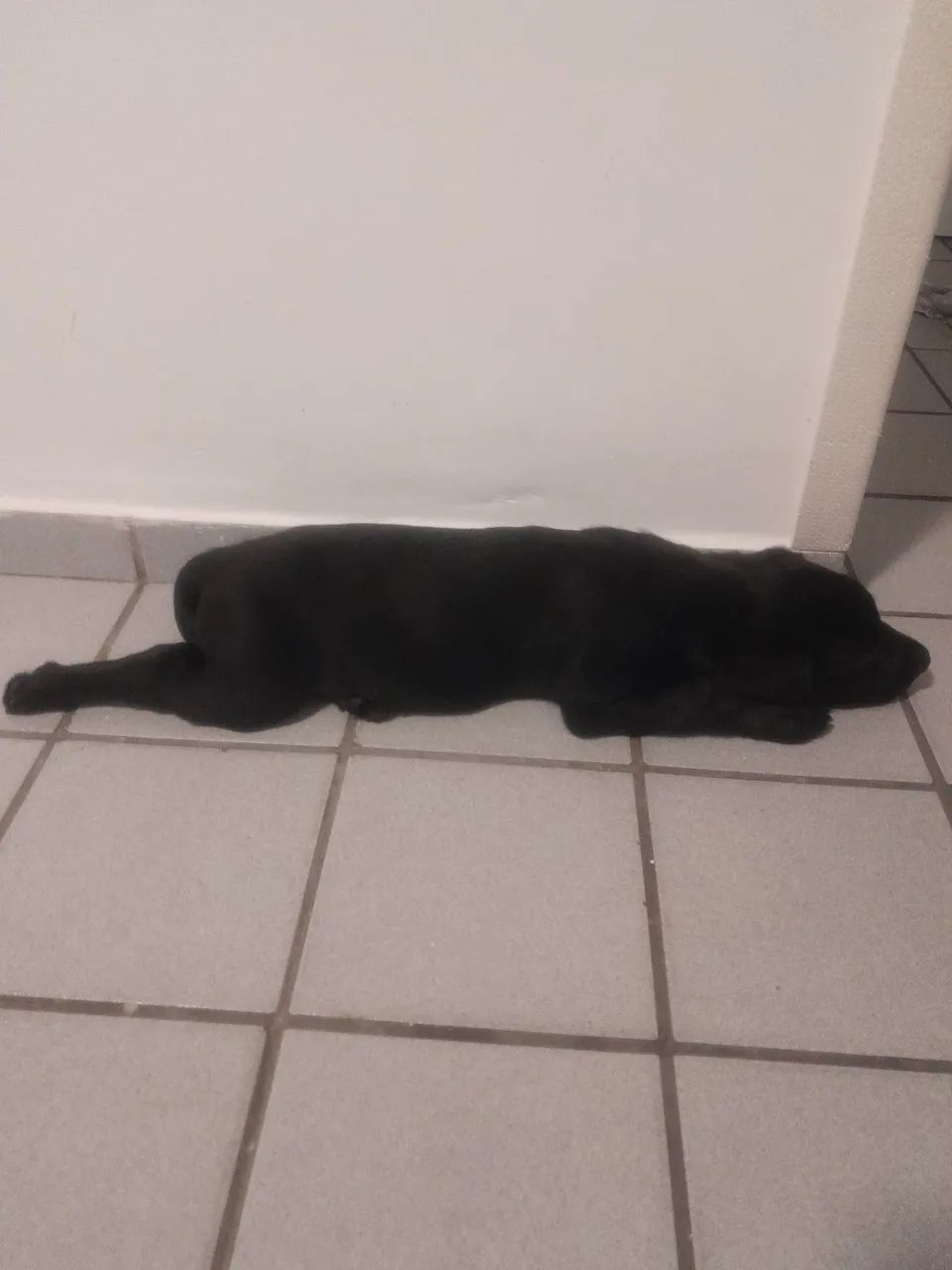 Labrador 