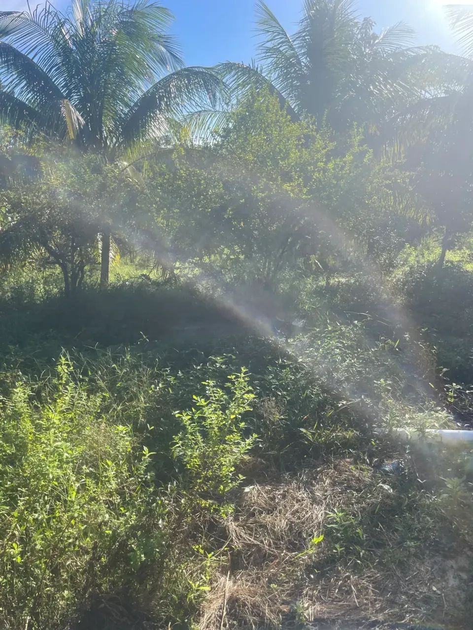 sitio a venda - Foto 2