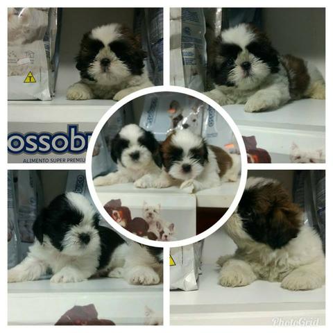 Shih Tzu Filhotes Graciosos Macho e fêmea vaciandos Pedigree cartão 5x