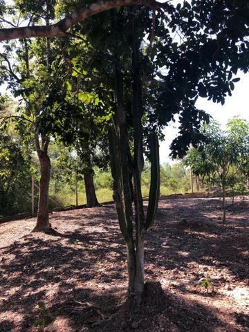 Chacara em Sto Antonio Leverger 110metros de Beira de Rio C/Tanque de Peixes Arvores Fruti - Foto 15