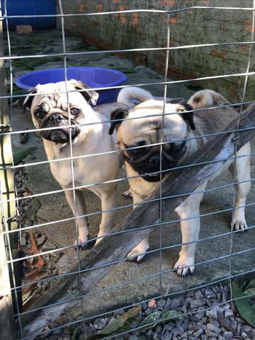 Pug