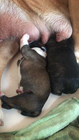 Em breve filhotes de Buldog Campeiro - Foto 3
