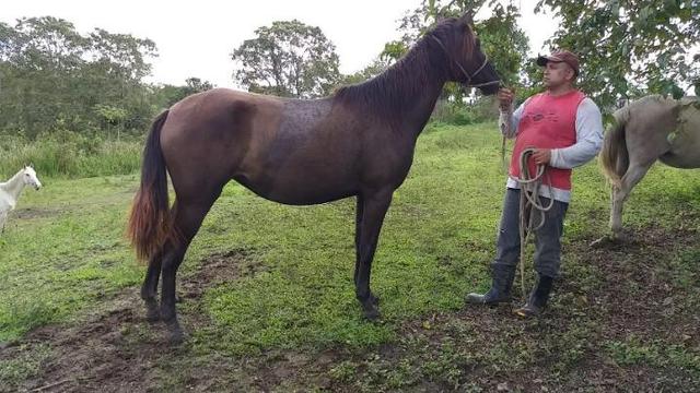 Éguas