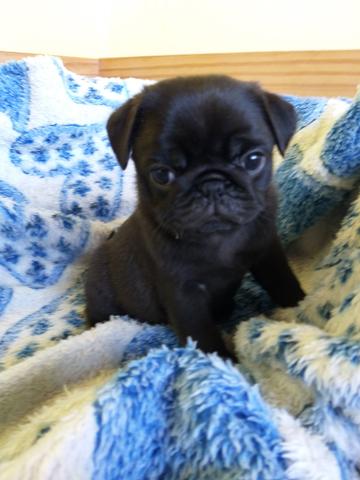 Pugs com Padrão e Garantia - Foto 3