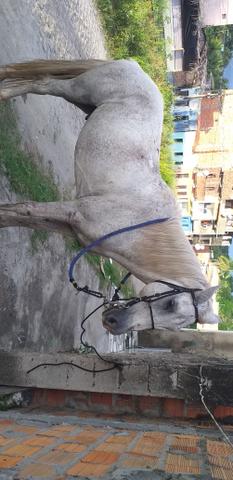 Cavalo de picado